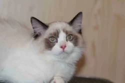 koťata Ragdoll