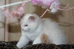 koťata Ragdoll
