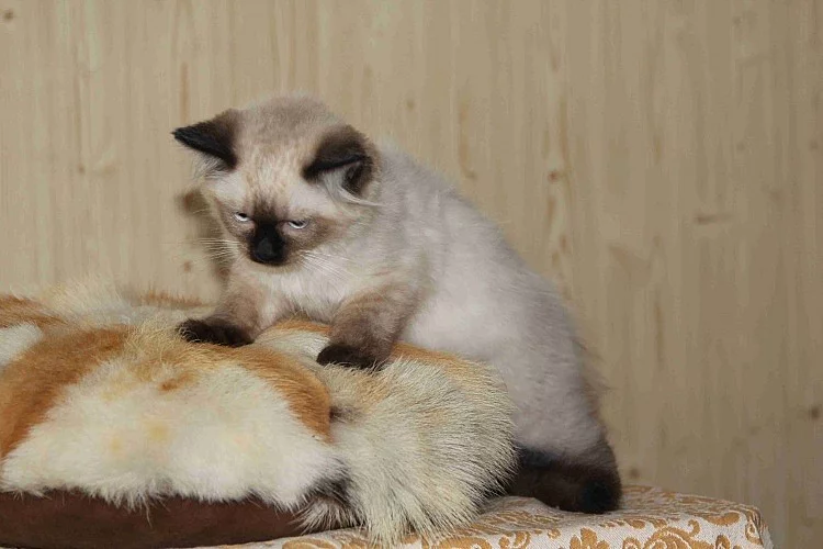 koťata Ragdoll