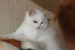 koťata Ragdoll