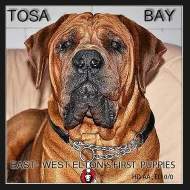 Tosa inu