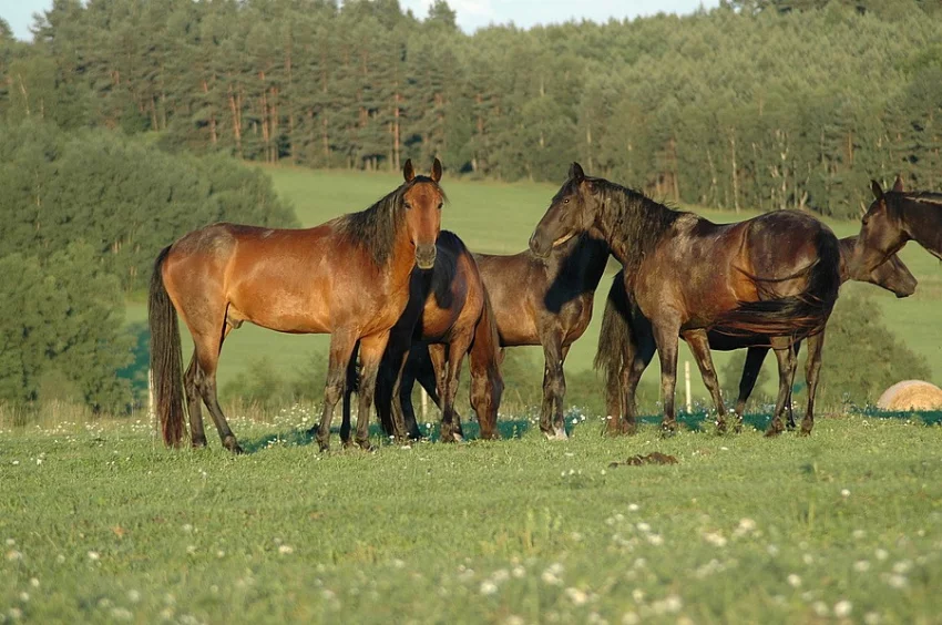 Karačájevský kůň
