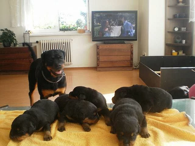 Rottweiler, rotvajler, RTW