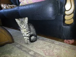 Savannah kitten - savanové kočky