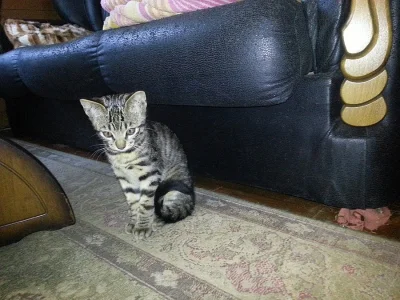 Savannah kitten - savanové kočky