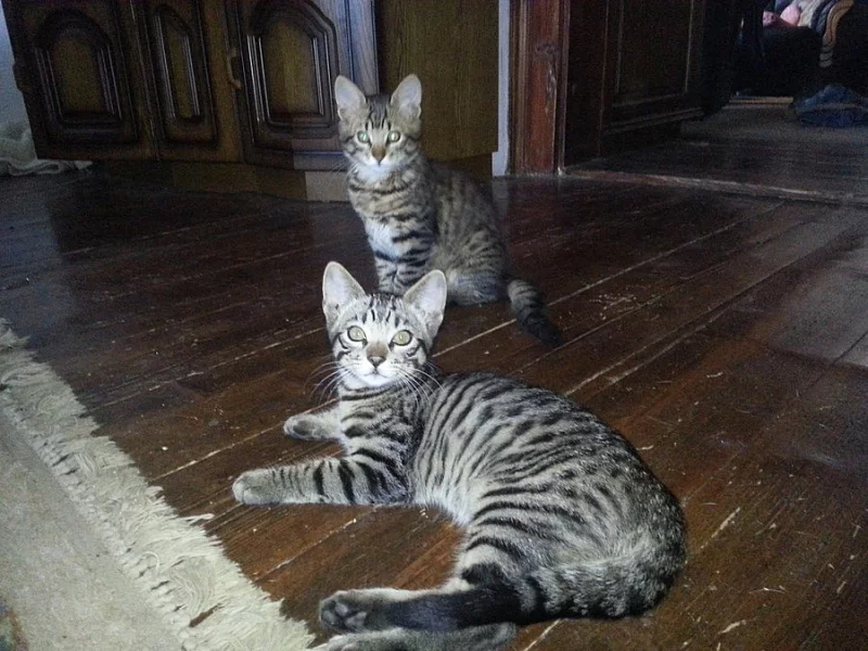 Savannah kitten - savanové kočky