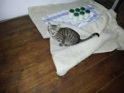 Savannah kitten - savanové kočky