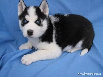Sibírsky husky - šteniatko