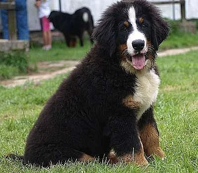 Bernský salašnický pes - štěňata s PP