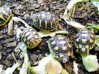Prodám suchozemské želvy ,zelenavé,řecke,marginaty