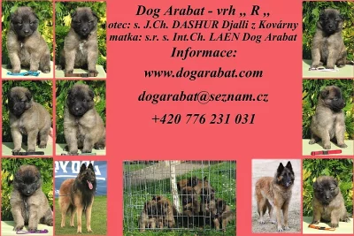 Belgický ovčák Tervueren štěňata s PP