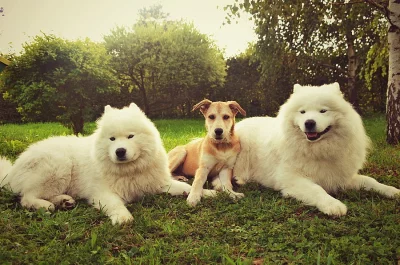 Daruji Irského vlkodava X Husky