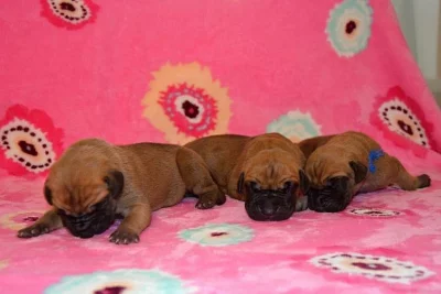 Německá doga žlutá - štěňátka na prodej