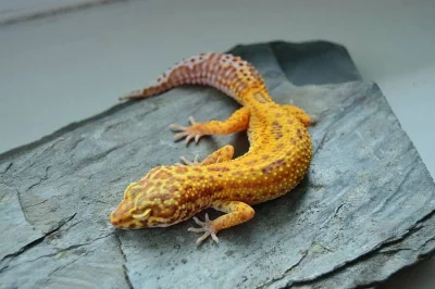 Gekončík noční - barevné formy