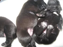 Psí štěňátka s PP 