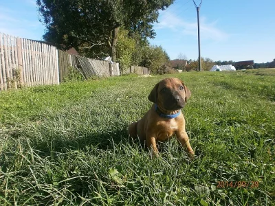 Rhodéský ridgeback s PP ŠŤĚŇÁTKA k odběru v říjnu