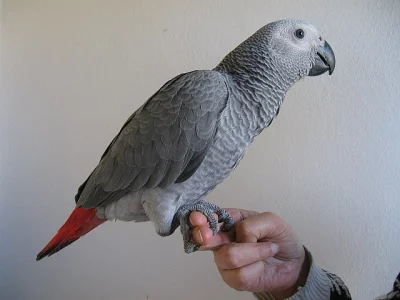 Žako (kongo)