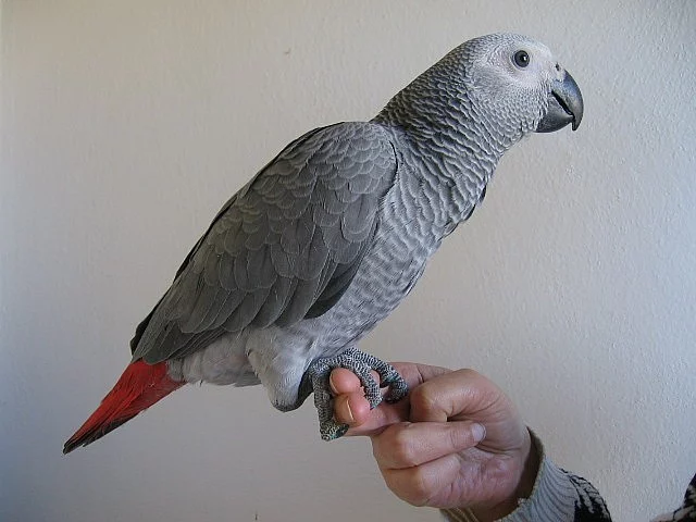 Žako (kongo)