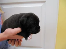 Stafordšírský bulterier