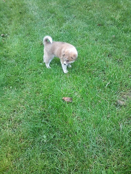 Akita-Inu