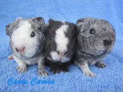 morčátka US teddy na mazlení nebo do chovu