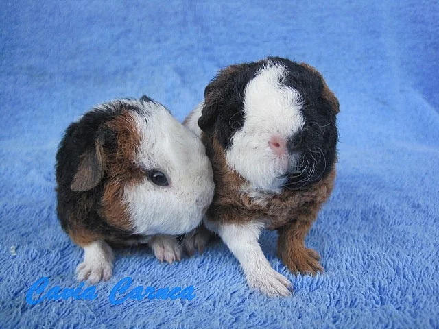 morčátka US teddy na mazlení nebo do chovu