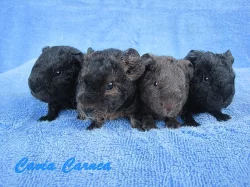 morčátka US teddy na mazlení nebo do chovu