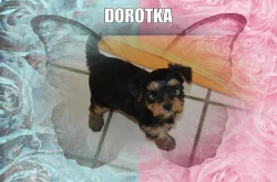 Jorkšírský terier - štěňátka