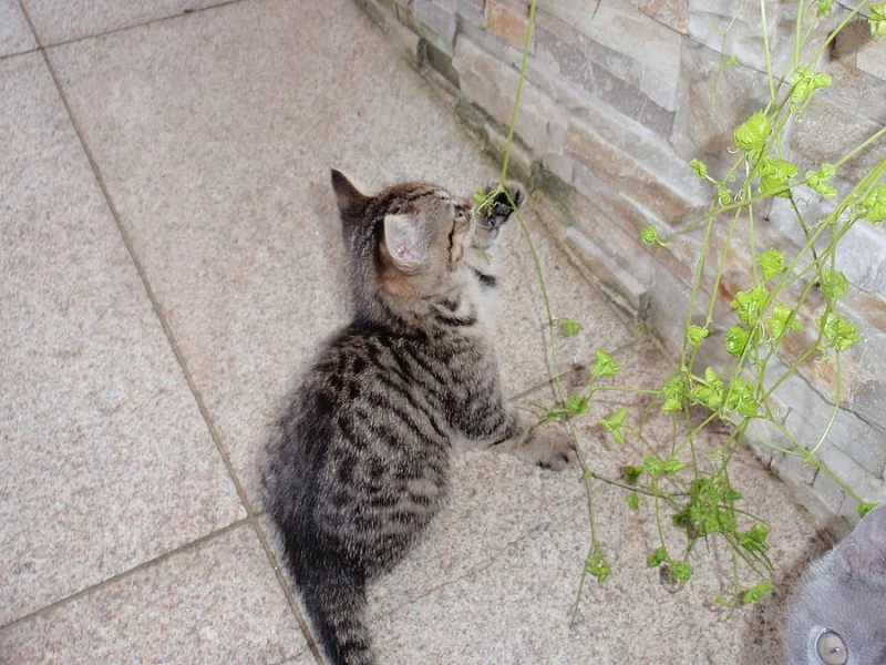 Darujeme mourovanou kočičku