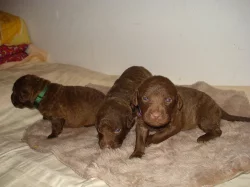 štěňata Chesapeake bay retriever