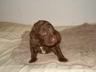 štěňata Chesapeake bay retriever