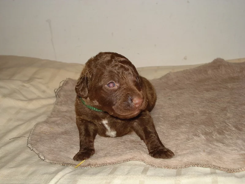 štěňata Chesapeake bay retriever