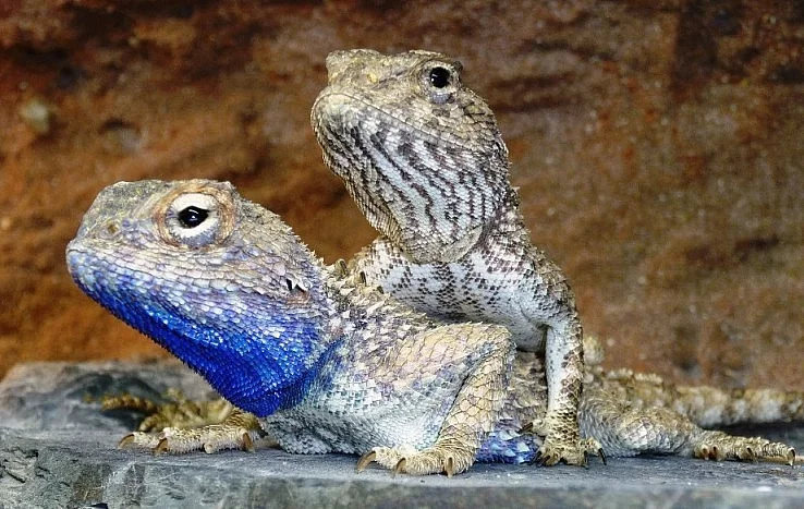 Trapelus savignii - Agama pustinná