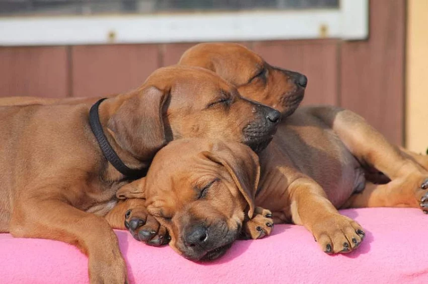 Rhodesian Ridgeback – štěňata s PP