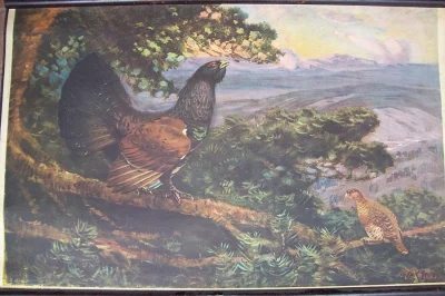 historické nástěnné tisky zvířat rozměr 90x64cm