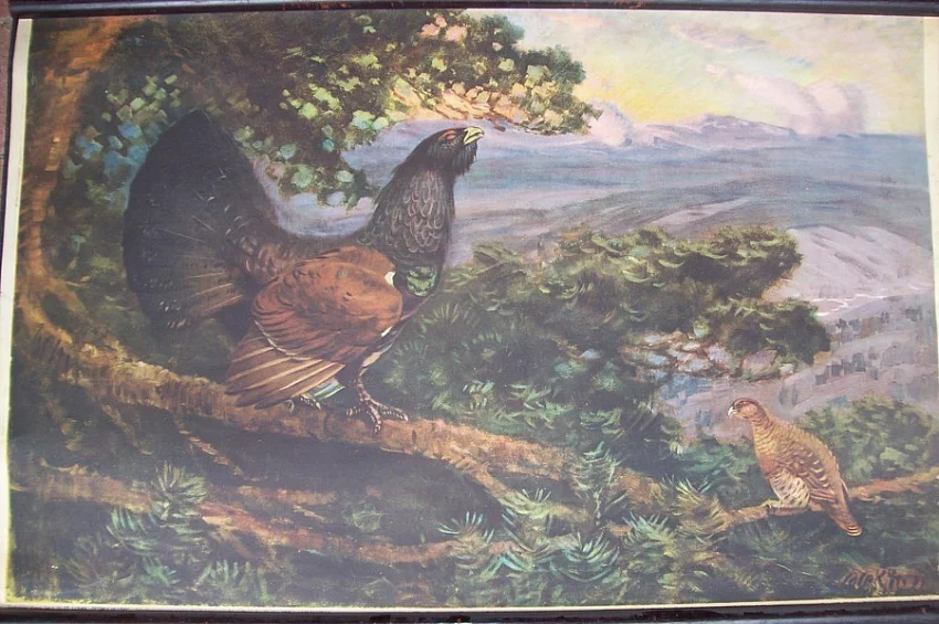 historické nástěnné tisky zvířat rozměr 90x64cm