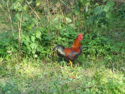 PRODÁM KOHOUTY VELSUMKY ZDROBNĚLÉ