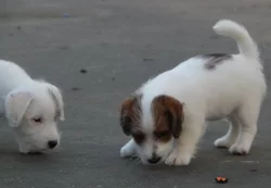 Jack Russell terier s PP