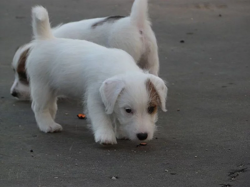 Jack Russell terier s PP
