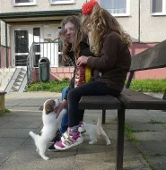Jack Russell terier s PP