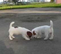 Jack Russell terier s PP