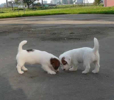Jack Russell terier s PP