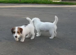 Jack Russell terier s PP