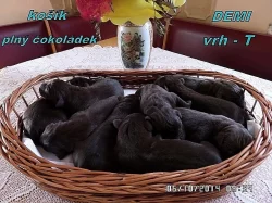 Čokoládový labrador
