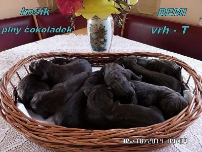 Čokoládový labrador