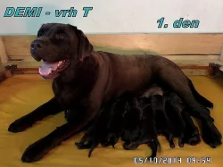 Čokoládový labrador