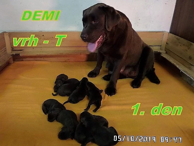 Čokoládový labrador