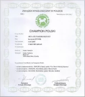 Špičková štěňata hovawart