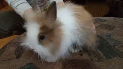 8týdenní zakrslí králíčci