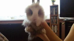 8týdenní zakrslí králíčci